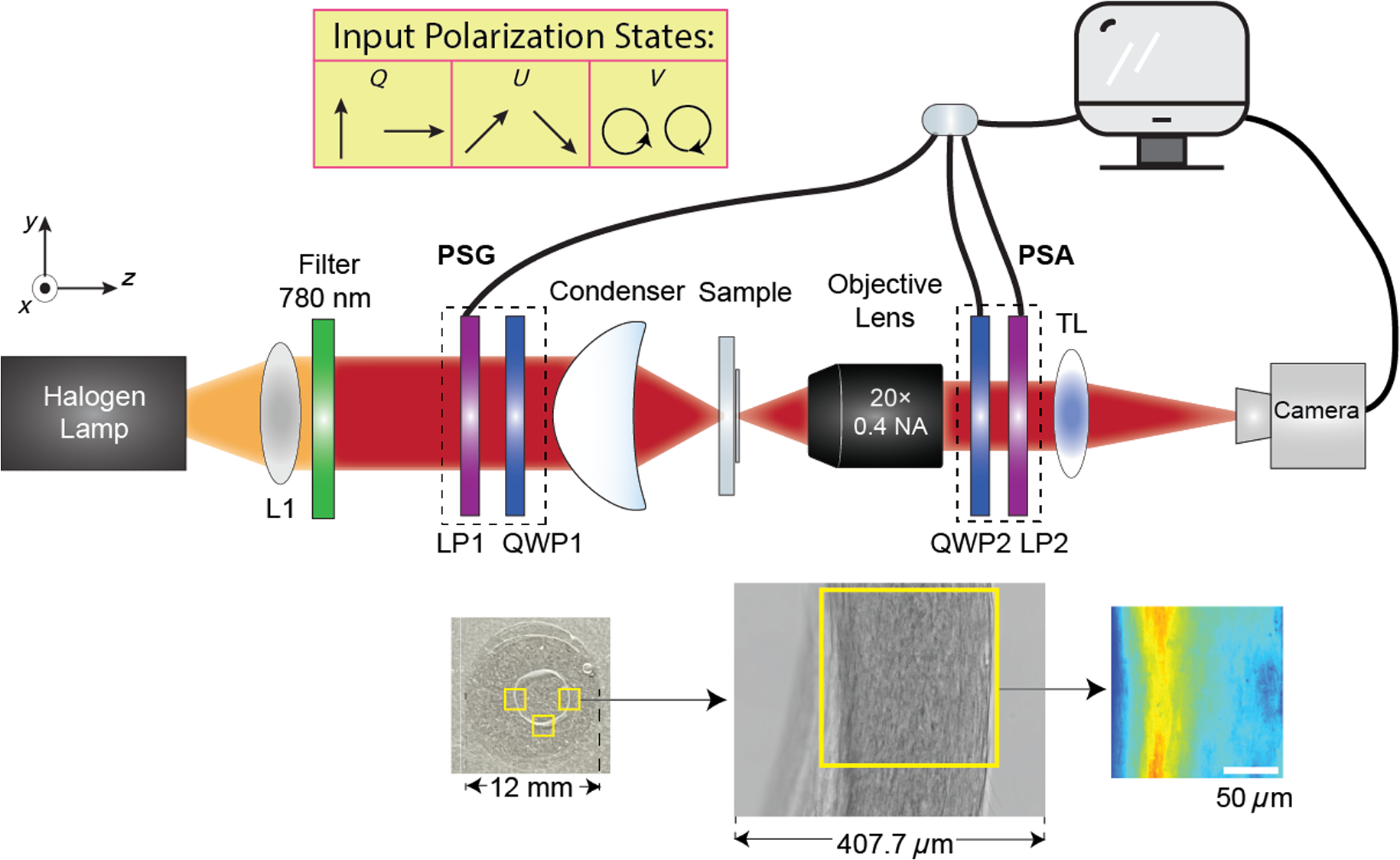 Mueller matrix analysis of a biologically sourced engineered tissue ...